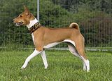 Basenji www.Dogobundi.de(1028)